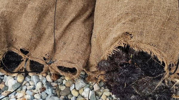 ΧΑΛΚΙΔΑ-ΕΞΩ ΠΑΝΑΓΙΤΣΑ: Κατασχέθηκαν 900 κομμάτια αχινοί από το Λιμεναρχείο