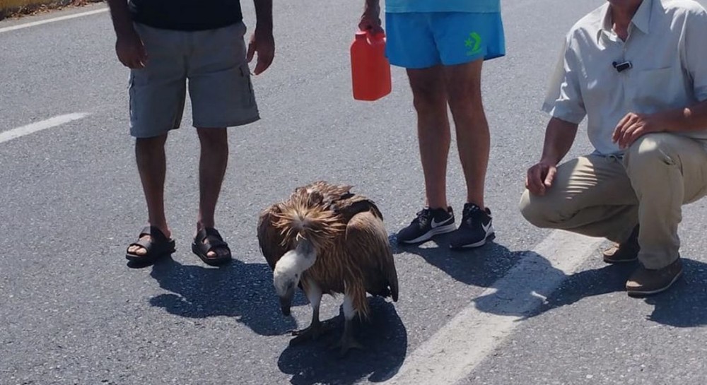 Γυπαετός στο Ηράκλειο κόντεψε να πεθάνει από τον καύσωνα (φωτό)