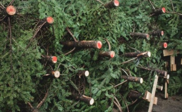 Χριστούγεννα 2020: Από την επόμενη Παρασκευή θα πωλούνται τα έλατα