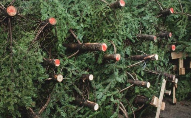 Χριστούγεννα 2020: Από την επόμενη Παρασκευή θα πωλούνται τα έλατα