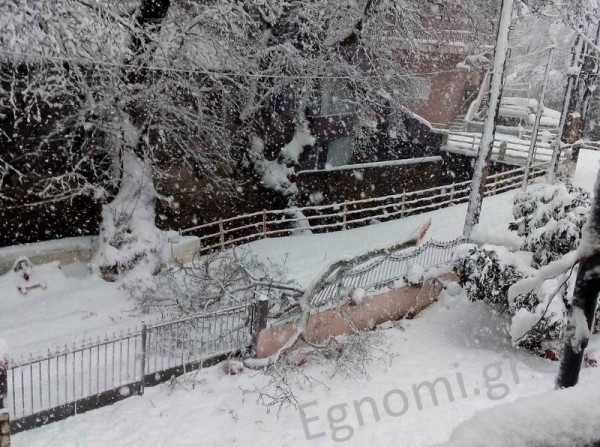 ΜΑΚΡΥΚΑΠΑ: Εσπασε κορμός από γέρικο πλατάνι και κατέστρεψε μάντρα σπιτιού