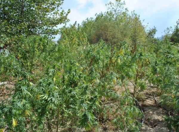 Δύο μεσήλικες Έλληνες καλλιεργούσαν φυτεία με 60 δενδρύλλια χασίς σε δάσος (pics)