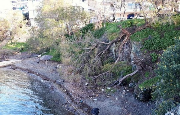 ΧΑΛΚΙΔΑ-ΔΕΛΤΑ: Ο αέρας έσπασε τα αλμυρίκια στην παραλία
