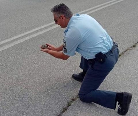 Αστυνομικός βοήθησε χελωνάκι να περάσει το δρόμο στην Κοζάνη