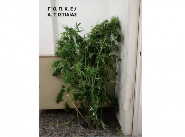 ΙΣΤΙΑΙΑ: 53χρονος Έλληνας καλλιεργούσε δενδρύλλια χασίς στο κοτέτσι