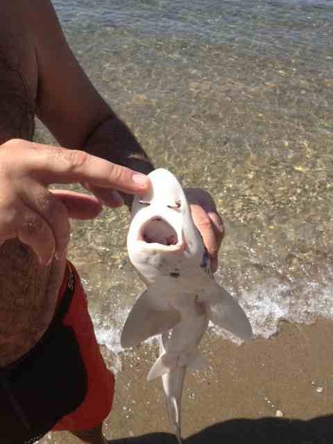 Σιγά μην φοβηθούμε για ένα καρχαριάκι