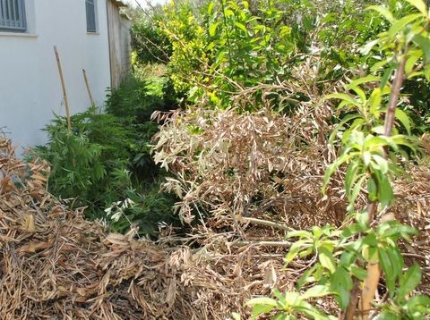 Φύτεψε εννιά χασισόδενδρα στο χωράφι του 52χρονος