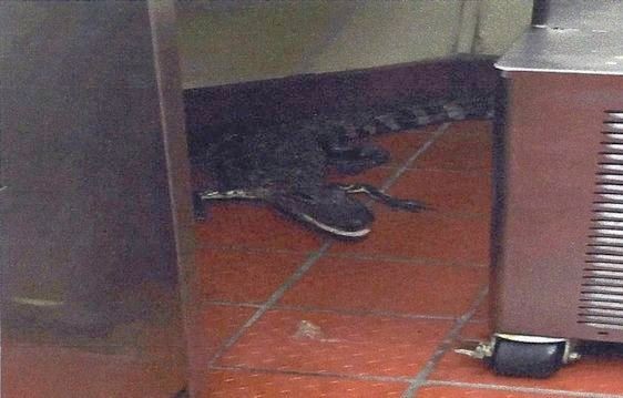 Έριξε ζωντανό αλιγάτορα μέσα σε εστιατόριο (VIDEO)