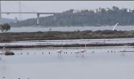 ΛΑΜΨΑΚΟΣ: Πέντε φλαμίνγκο στις Αλυκές Κοπανά