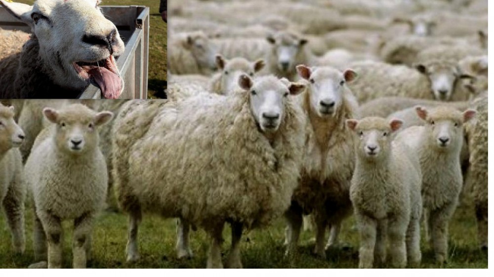 ΜΑΓΝΗΣΙΑ: Πρόβατα βόσκησαν χασίς και πήδαγαν σαν κατσίκια (VIDEO)