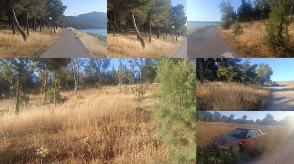 ΧΑΛΚΙΔΑ - ΑΓΙΑ ΜΑΡΙΝΑ: Κίνδυνος να γίνει παρανάλωμα του πυρός το αλσύλλιο στον ποδηλατόδρομο