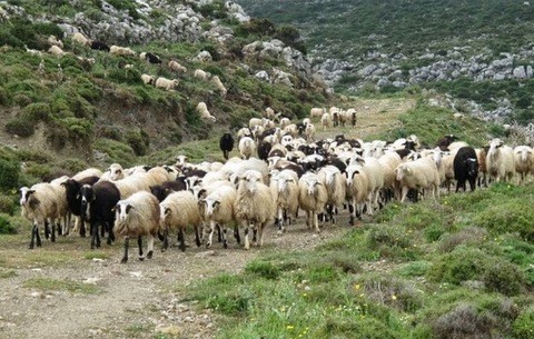 Οδηγίες σε κτηνοτρόφους για τον καταρροϊκό πυρετό στα πρόβατα