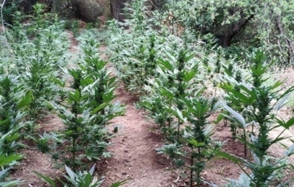 Ξεριζώθηκε μια τεράστια φυτεία χασίς με περισσότερα από 2.000 δέντρα στην Τραγάνα