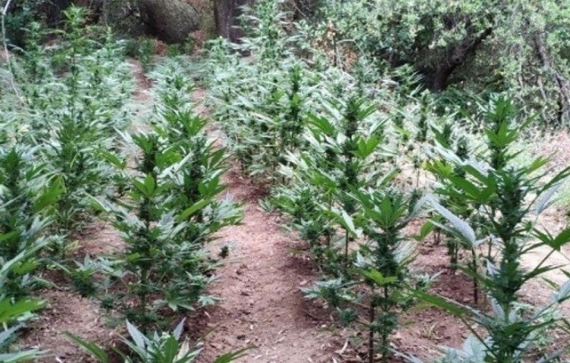 Ξεριζώθηκε μια τεράστια φυτεία χασίς με περισσότερα από 2.000 δέντρα στην Τραγάνα