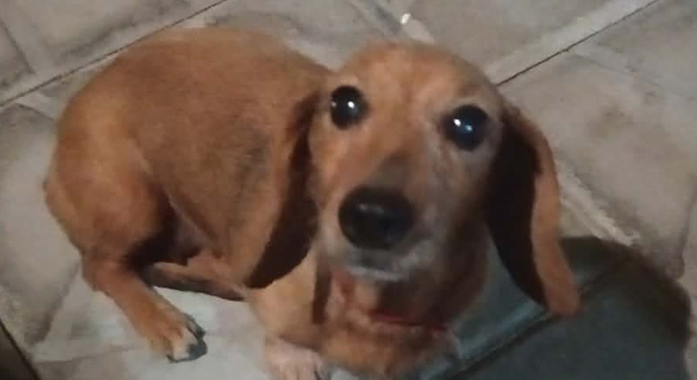 ΠΟΛΙΤΙΚΑ: Ασυνείδητος κλέβει σκυλιά και τα εγκαταλείπει