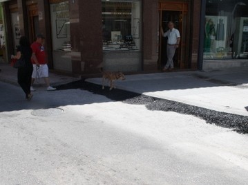 Ο σκύλος πάτησε την πίσσα!