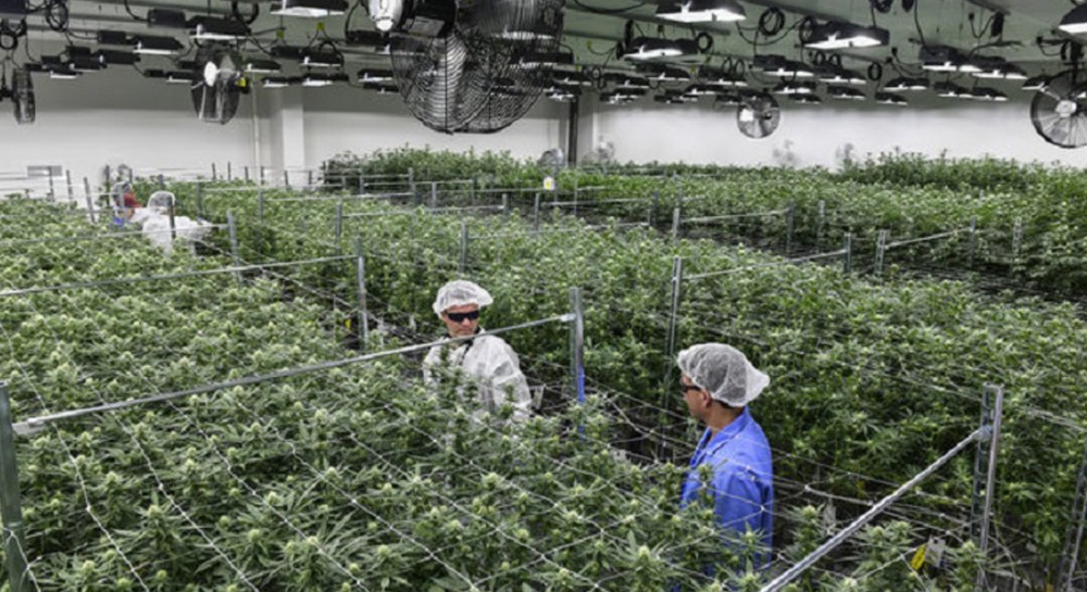 Στην Στερεά Ελλάδα οι περισσότερες καλλιέργειες φαρμακευτικής κάνναβης