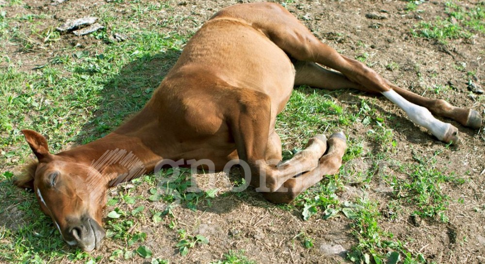 ΧΑΛΚΙΔΑ-ΧΑΡΑΥΓΗ: Αναζητείται ο δράστης για τον θάνατο του αλόγου - Το άτυχο ζώο βασανίστηκε άγρια πριν πεθάνει