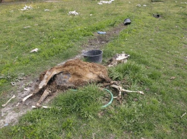 Σοκαριστικές εικόνες σε επιχείρηση με ζωολογικό κήπο στην Πάτρα