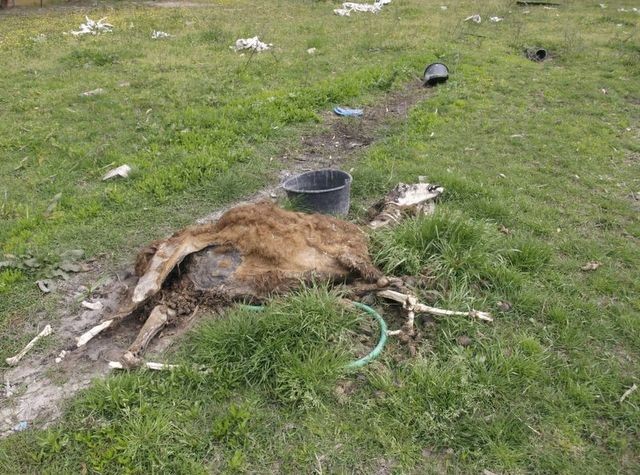 Σοκαριστικές εικόνες σε επιχείρηση με ζωολογικό κήπο στην Πάτρα