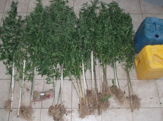 Φυτεία χασίς με 16 δενδρύλλια καλλιεργούσε 43χρονος