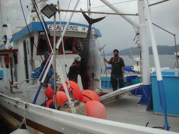 Ευβοϊκός κόλπος: Ψάρεψαν τούνα 550 κιλών