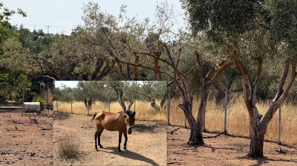 ΔΡΟΣΙΑ ΧΑΛΚΙΔΑΣ: Επώνυμη καταγγελία για πιθανή παραμέληση ζώου στην περιοχή Κλόπεζα