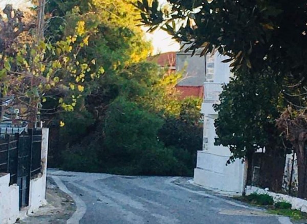 Ωρολόι Κύμης: Έπεσε πεύκο στο δρόμο