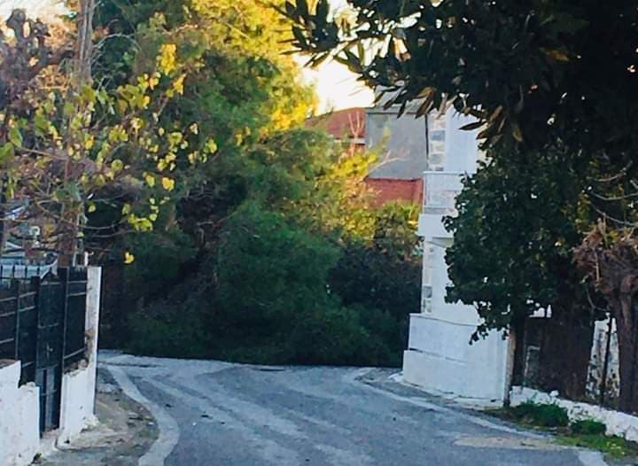 Ωρολόι Κύμης: Έπεσε πεύκο στο δρόμο