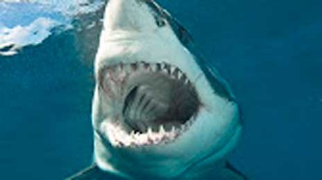 Καρχαρίες κατά ...Πάρκινσον