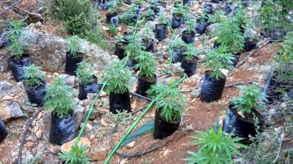 ΒΟΙΩΤΙΑ: Φυτεία με 281 δενδρύλλια κάνναβης εντοπίστηκε σε ευρύτερη δασική περιοχή της Θήβας (VIDEO)