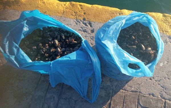 ΧΑΛΚΙΔΑ: Το Λιμεναρχείο κατέσχεσε 50 κιλά μύδια (φωτό)