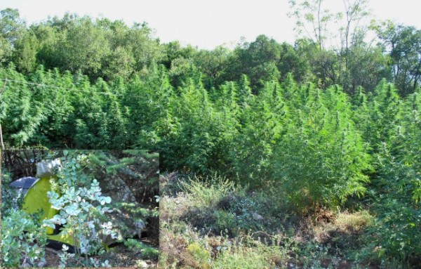 Οι αστυνομικοί ξερίζωσαν 1600 δενδρύλλια χασίς στη φυτεία της Αμφίκλειας (VIDEO)