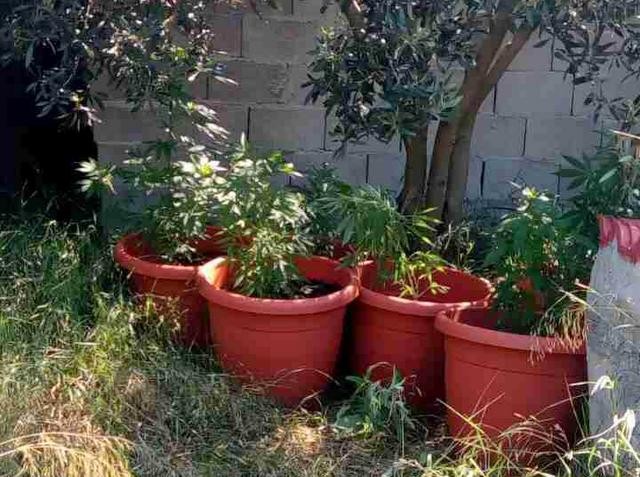 Καλλιεργούσε δενδρύλλια χασίς σε αγρόκτημα 54χρονος Έλληνας (pics)