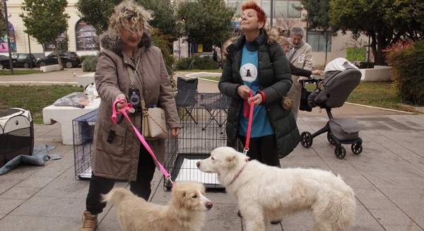 ΧΑΛΚΙΔΑ: Επιτυχημένη η ημέρα υιοθεσίας αδέσποτων ζώων