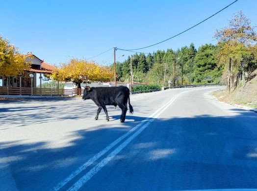 Σοβαρός κίνδυνος ατυχήματος στο δρόμο προς Βόρεια Εύβοια - Μοσχάρια κυκλοφορούν ανεξέλεγκτα στη μέση του οδοστρώματος
