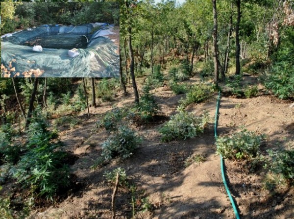 Οργανωμένη φυτεία χασίς εντοπίστηκε σε ορεινή και δύσβατη περιοχή της Στερεάς Ελλάδας (VIDEO)