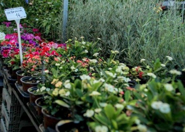 Ξυλοκόπησαν ζευγάρι γιατί ήθελε να ψωνίσει από ανταγωνιστικό φυτώριο