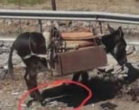 Καταγγελία για κακοποιημένο γαϊδουράκι που υποφέρει (VIDEO)