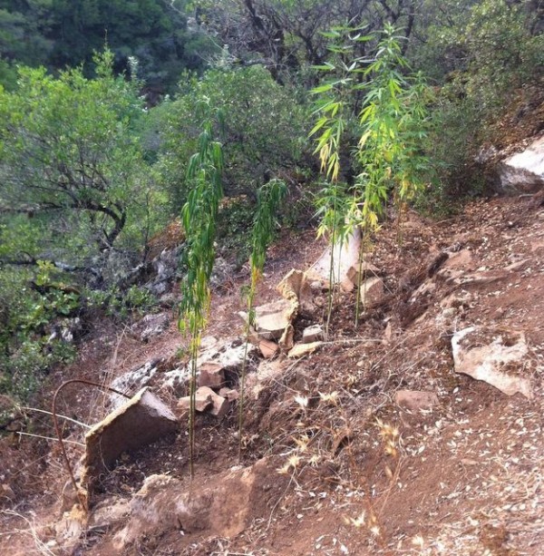 Τους έπιασαν την ώρα που πήγαν να ποτίσουν τα χασισόδενδρα στο βουνό