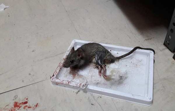 Ποντικοί κάνουν ...παρέλαση σε δημόσιο Νοσοκομείο (VIDEO)