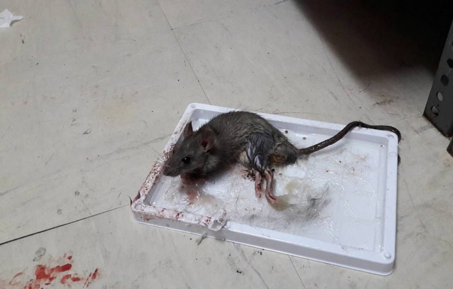 Ποντικοί κάνουν ...παρέλαση σε δημόσιο Νοσοκομείο (VIDEO)