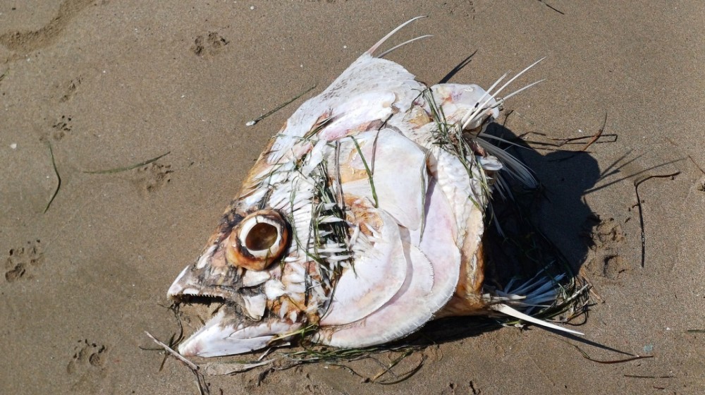 ΧΑΛΚΙΔΑ: Κεφάλι από γιγάντιο ψάρι  στην παραλία της Λιανής Άμμου