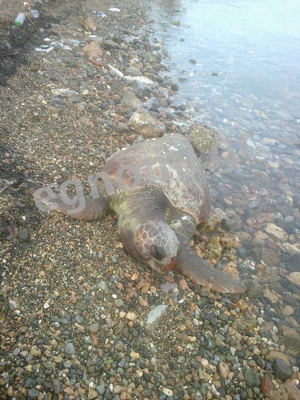 ΑΡΤΑΚΗ: Ξεβράστηκε νεκρή θαλάσσια χελώνα