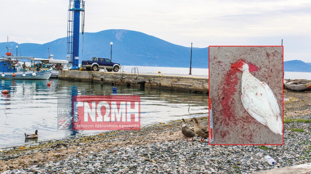 ΠΟΛΙΤΙΚΑ: Σκότωσαν κι άλλη πάπια