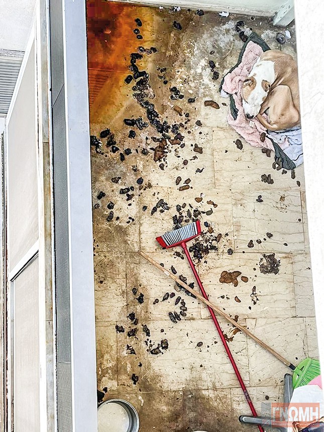 ΧΑΛΚΙΔΑ: Βρέφος μεγαλώνει μέσα στη βρόμα