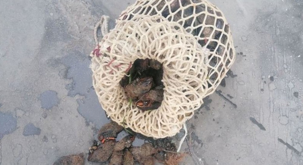 ΓΛΥΦΑ ΧΑΛΚΙΔΑΣ: Κατασχέθηκαν 4 κιλά μύδια από το Λιμεναρχείο (φωτό)