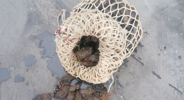 ΓΛΥΦΑ ΧΑΛΚΙΔΑΣ: Κατασχέθηκαν 4 κιλά μύδια από το Λιμεναρχείο (φωτό)