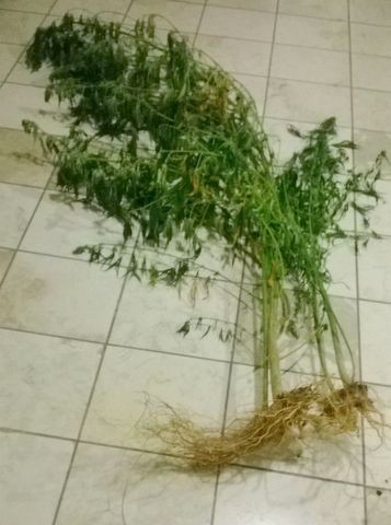 Συνελήφθη 19χρονος καλλιέργεια δενδρυλλίων κάνναβης σε αγροτική περιοχή