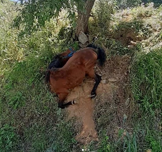 ΤΖΙΑ: Συνελήφθη 34χρονος ιδιοκτήτης αλόγου για κακοποίηση του ζώου
